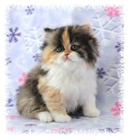Chocolate Calico, Chocolate Tortie with white, Persian kittens for sale