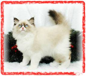 Blue Eyed White Persian Kitten for sale