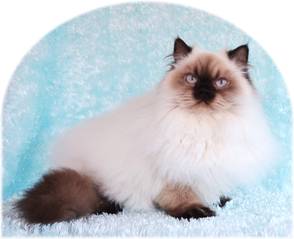 Flame Point Toy Himalayan Cat