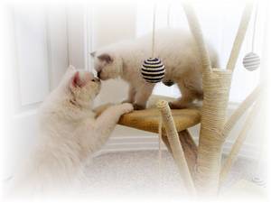 Blue Eyed White Persian and Lilac Point Himalayan Breeders