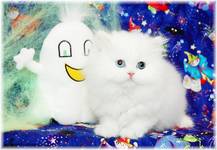 White Persian Kitten, Persian kittens for sale