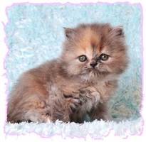 Blue Cream Persian Kittens
