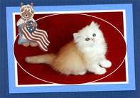 Persian cats for sale, Persian kittens for sale