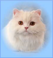 Copper Eyed White Dollface Persian Kittens, White Persians with copper eyes, Cashmere white Persian