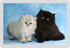 Two Teacup Persian kittens