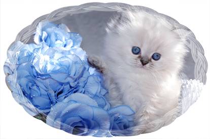 One of our Tea Cup Persian Kittens for sale