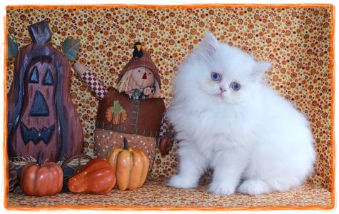 Red Toy Persian kitten for sale
