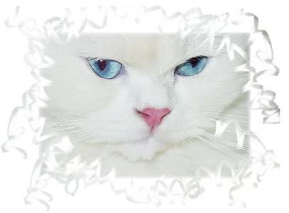 Blue Eyed White Persian, Dollface Persians, White Kittens, Cashmere White Persians
