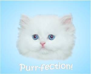 Blue Eyed White Persian, Doll Face Persian Kitten, White Kitten with blue eyes, Cashmere white Persians