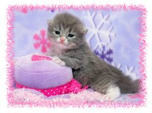 kittens for sale, Ragamuffin kittens, Doll Face Persians
