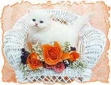 Blue Eyed White Persian, Doll face persian kittens, white kittens with blue eyes, Cashmere white Persians