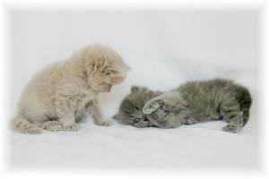 Persian kittens for sale, Himalayan kittens for sale, kittens for sale