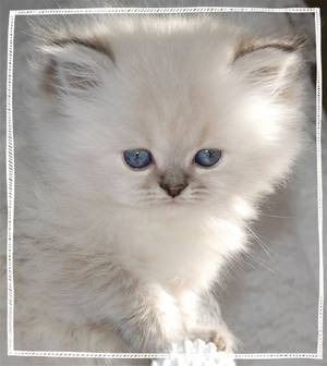 Persian kittens for sale, Doll Face Himalayans, Persian and Himalayan kittens