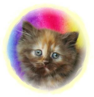 Kittens for sale, Dollface Persians, Himalayan kittens