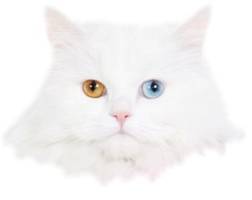 Bi-eyed White Kittens, ragamuffin Kittens