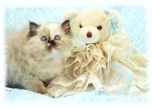Persian kittens for sale, Persian kittens, Doll Face Persians