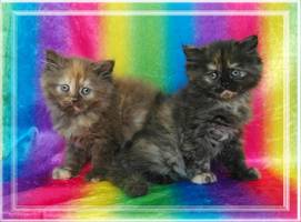 Black Tortie Doll Face Persians, Chocolate Tortie Dollface Persians