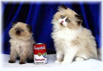 teacup himalayan kittens